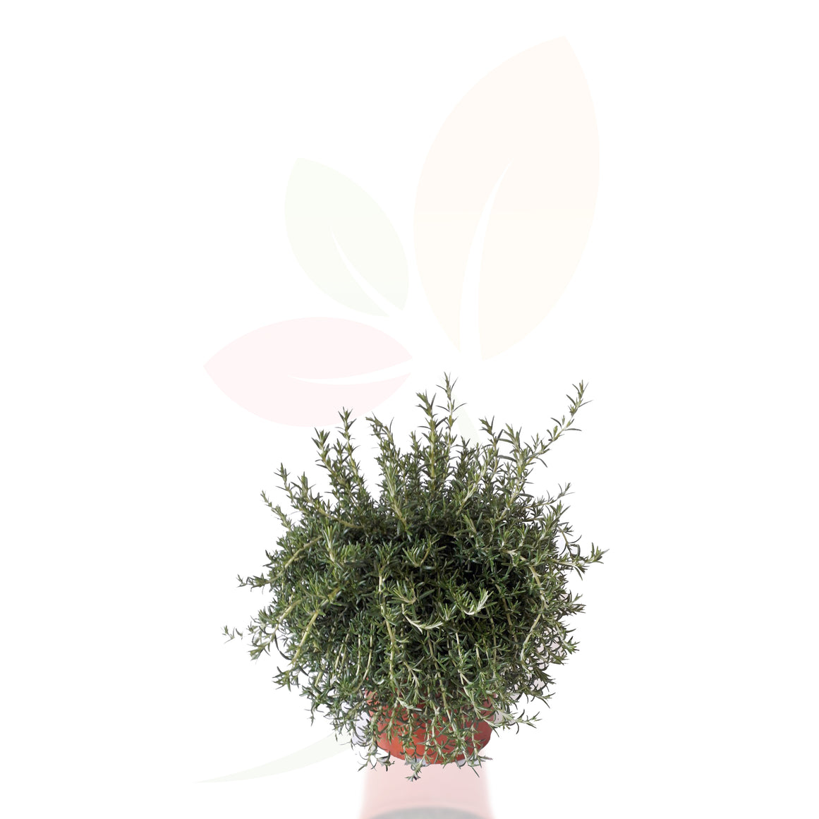 ROSMARINO REPENS - ROSMARINUS REPENS ALTO 20/30 CM