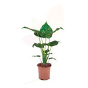 OREJA DE ELEFANTE - ALOCASIA CUCULLATA 80/100 CM ALTO
