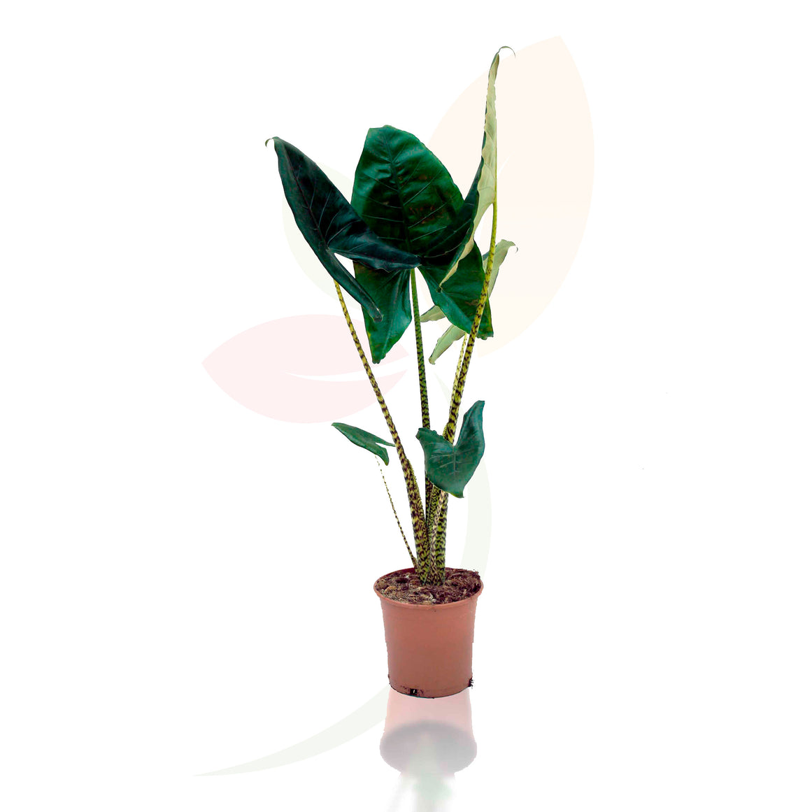 OREJA DE ELEFANTE - ALOCASIA ZEBRINA 80/100 CM ALTO