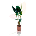 OREJA DE ELEFANTE - ALOCASIA ZEBRINA 80/100 CM ALTO