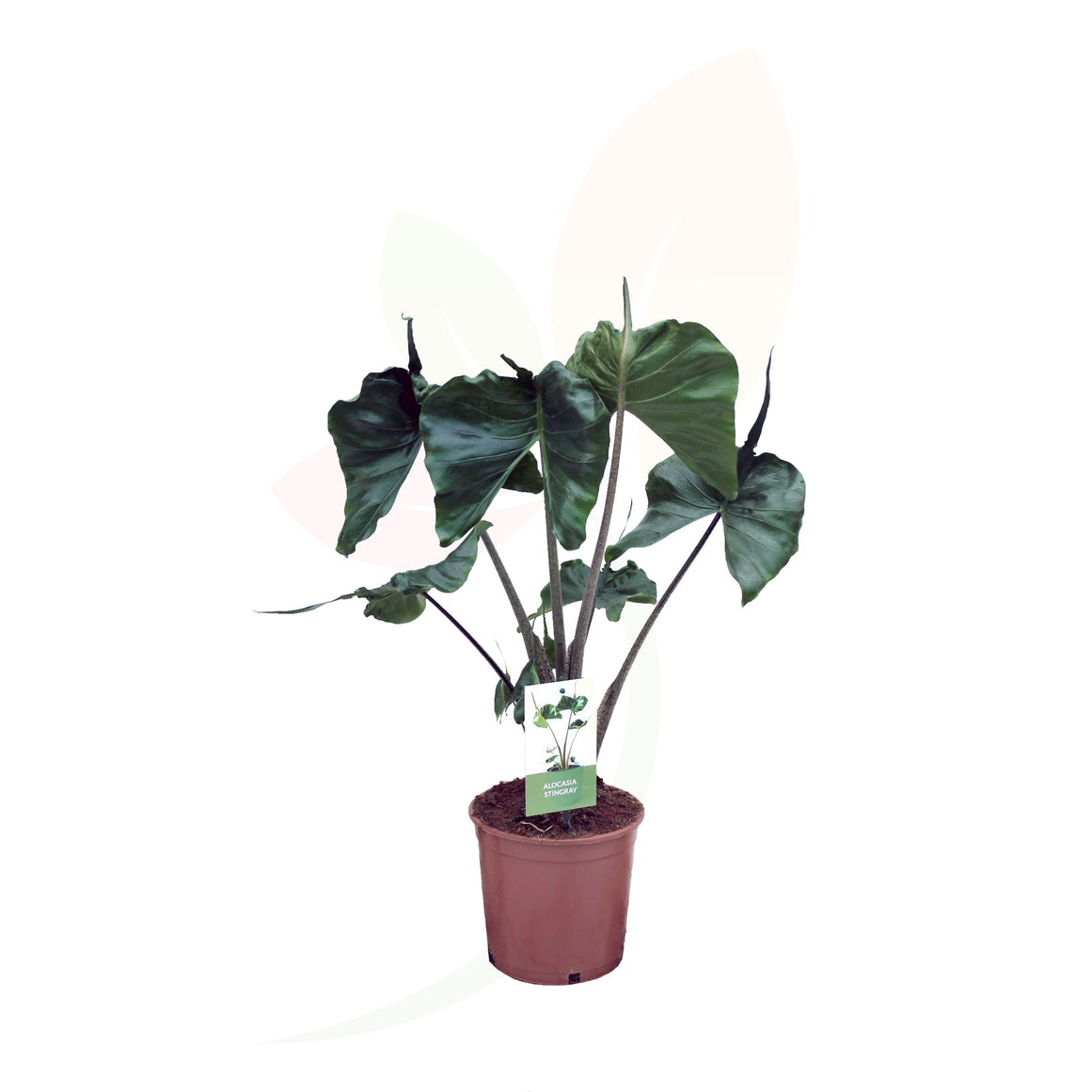 OREJA DE ELEFANTE - ALOCASIA STINGRAY 80/100 CM ALTO