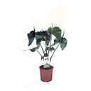 OREJA DE ELEFANTE - ALOCASIA STINGRAY 80/100 CM ALTO