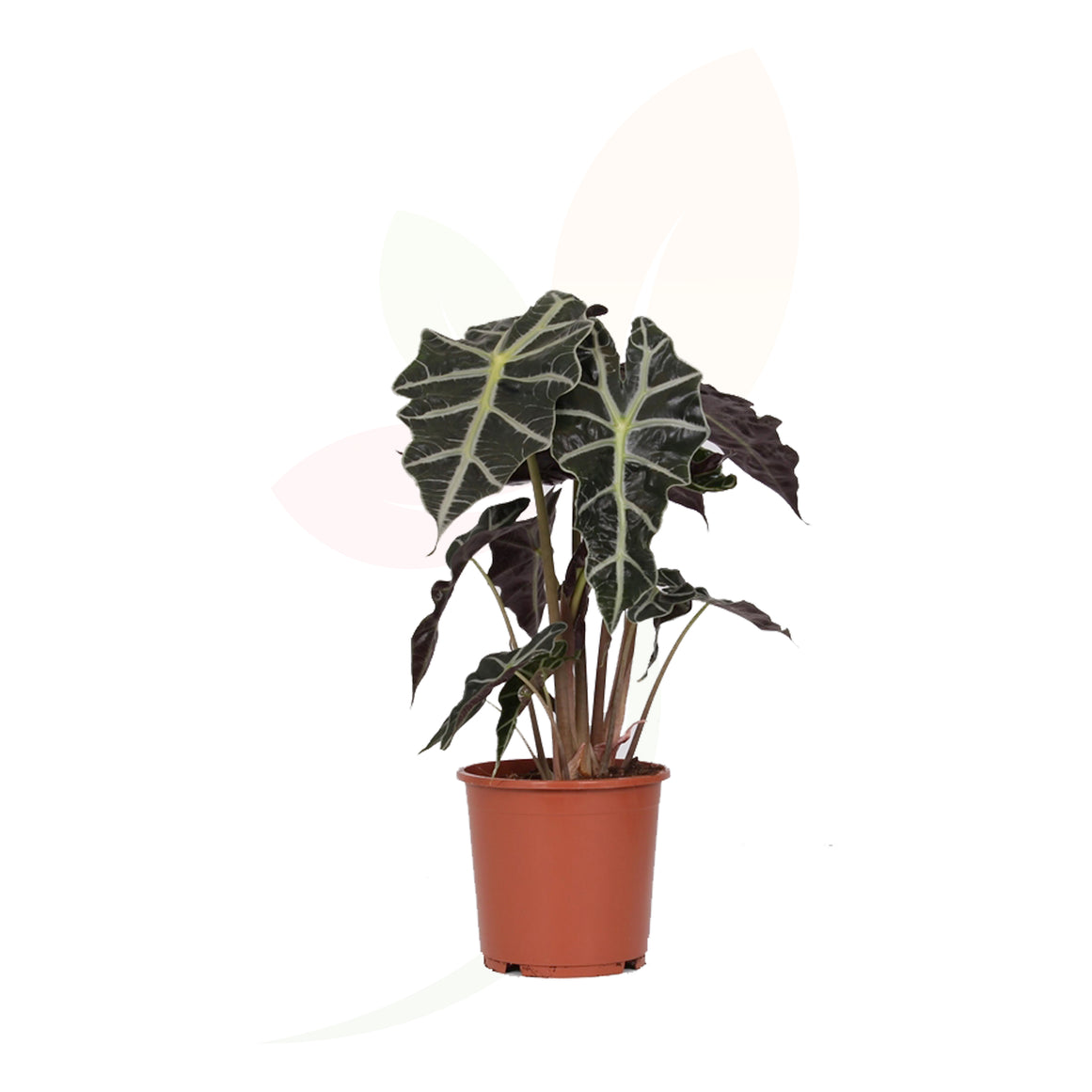 OREJA DE ELEFANTE - ALOCASIA POLLY 50/60 CM ALTO