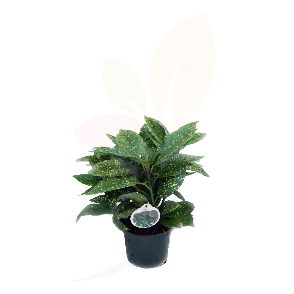Alloro maculato - Aucuba Japonicus 30/40 cm di altezza