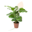 CALATEA ORBIFOLIA 40/60 CM DI ALTEZZA