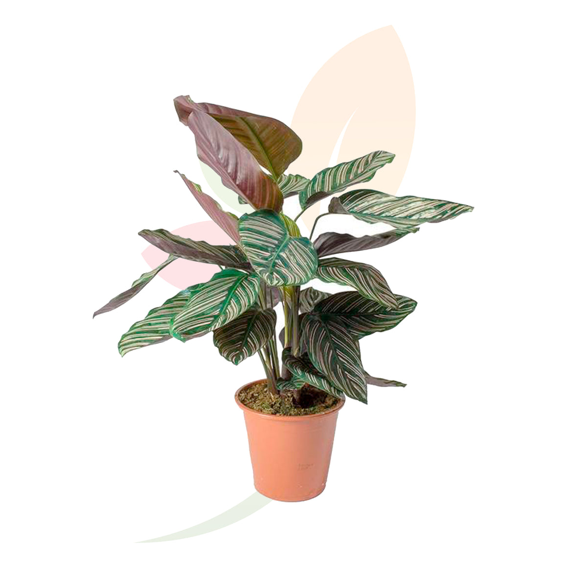 CALATEA SANDERIANA 40/60 CM ALTO 