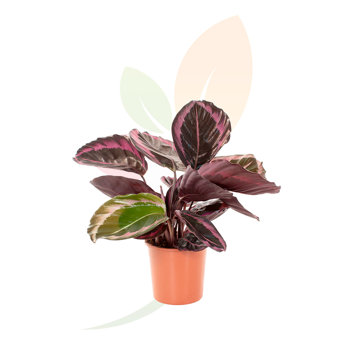 CALATEA DOTTY 40/60 CM ALTO