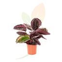 CALATEA DOTTY 40/60 CM ALTO