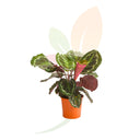CALATEA MEDAILLON 40/60 CM ALTO