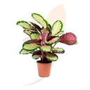 CALATEA SILVIA 40/60 CM ALTO
