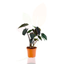 TARO - COLOCASIA ROYAL HAWAIAN 70/90 CM ALTO
