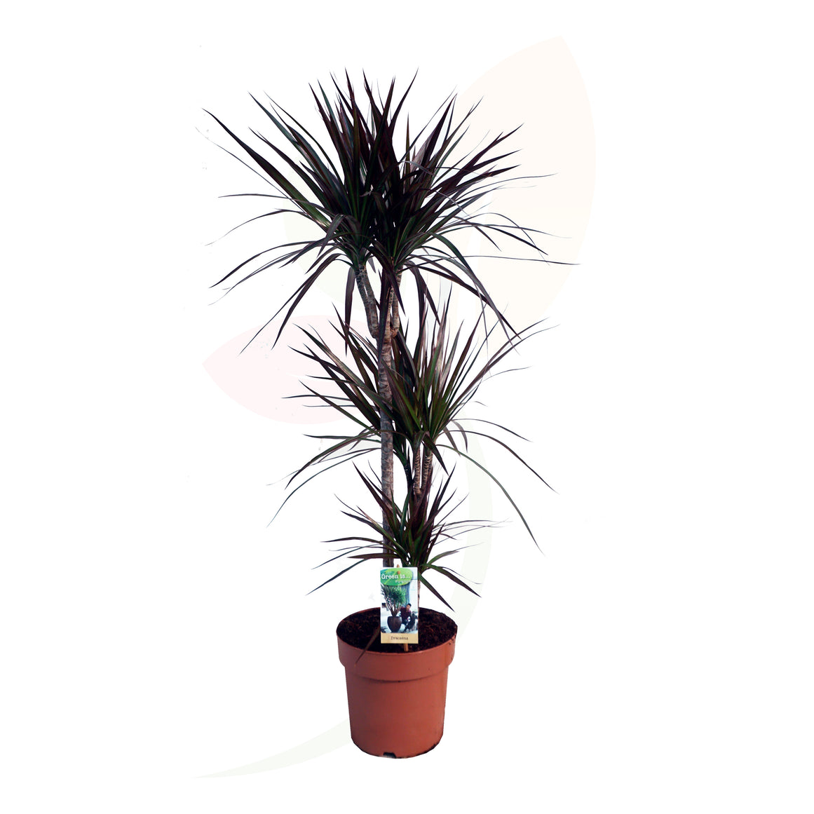 CORDYLINE MAGENTA 110 CM ALTO