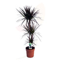CORDYLINE MAGENTA 110 CM ALTO
