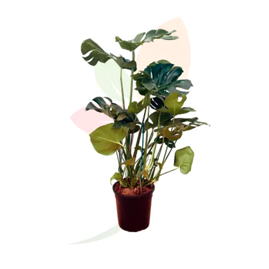 Monstera Deliciosa alta 80/90 cm