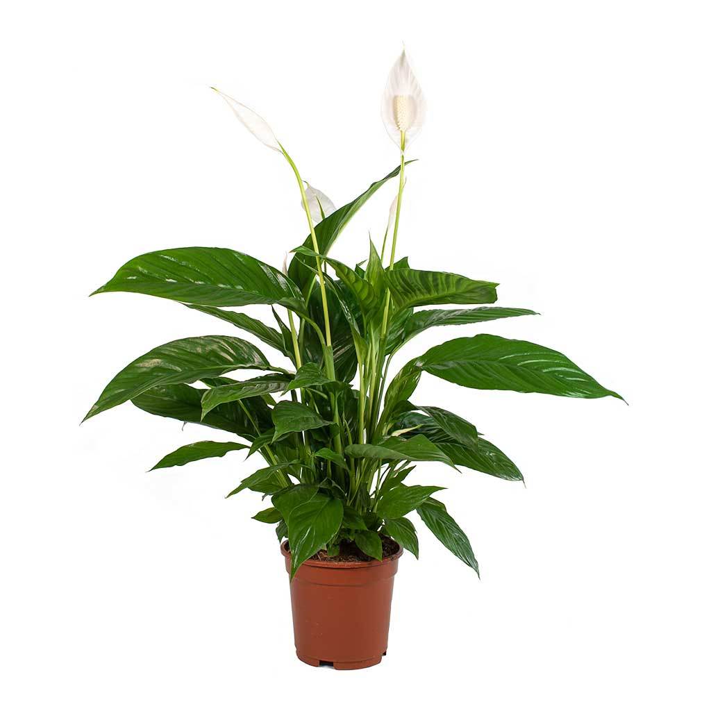 SPATHIFYLLUM - SPATHIFYLLUM 70/90 CM ALTA