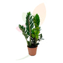 ZAMIOCULCA ZAMIFOLIA 40/50 CM ALTO