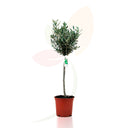 COPPA D'ULIVO - OLEA EUROPEA 70/90 CM DI ALTEZZA