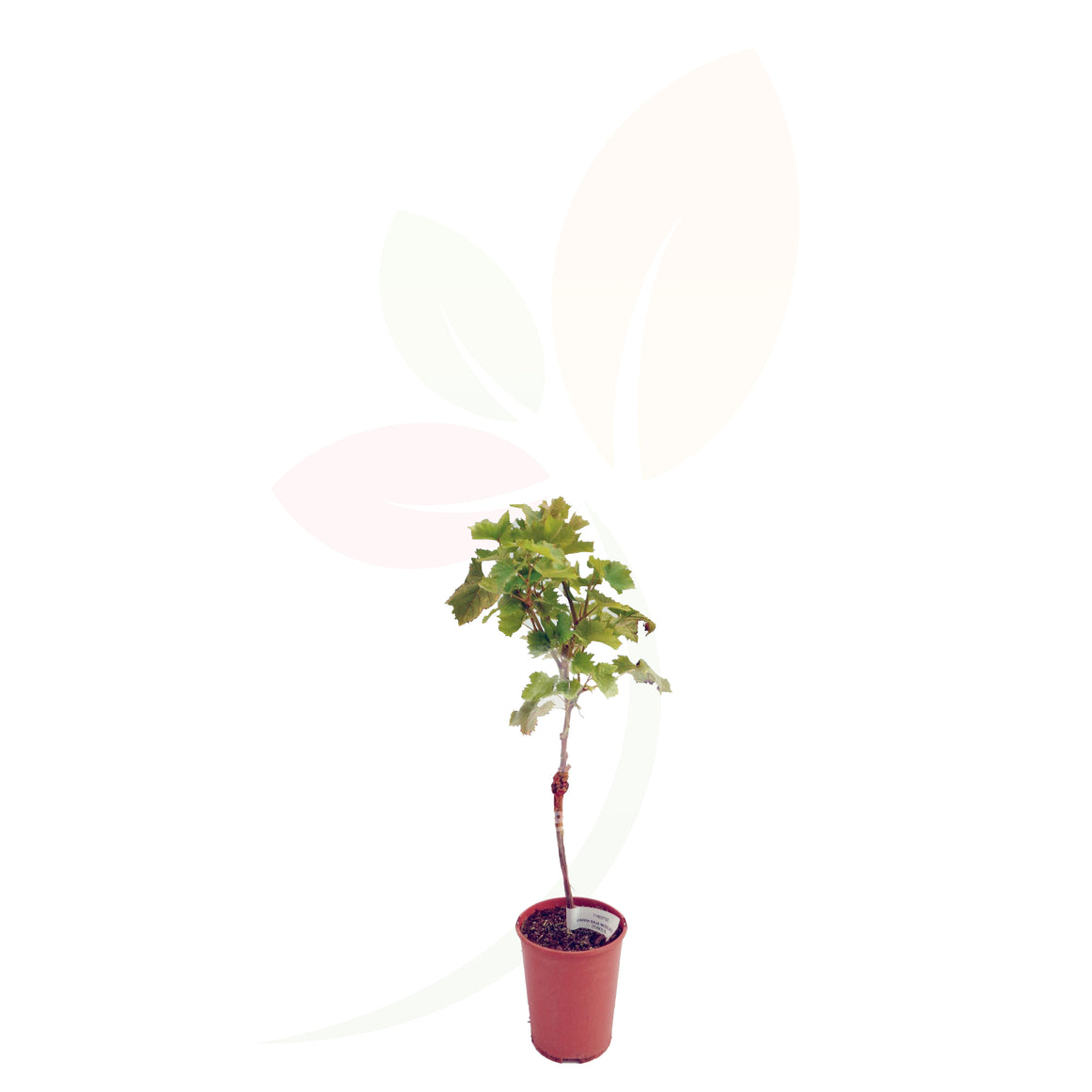 VITE - VITTIS VINIFERA ALTA 40/60 CM