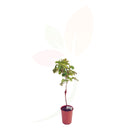 VITE - VITTIS VINIFERA ALTA 40/60 CM