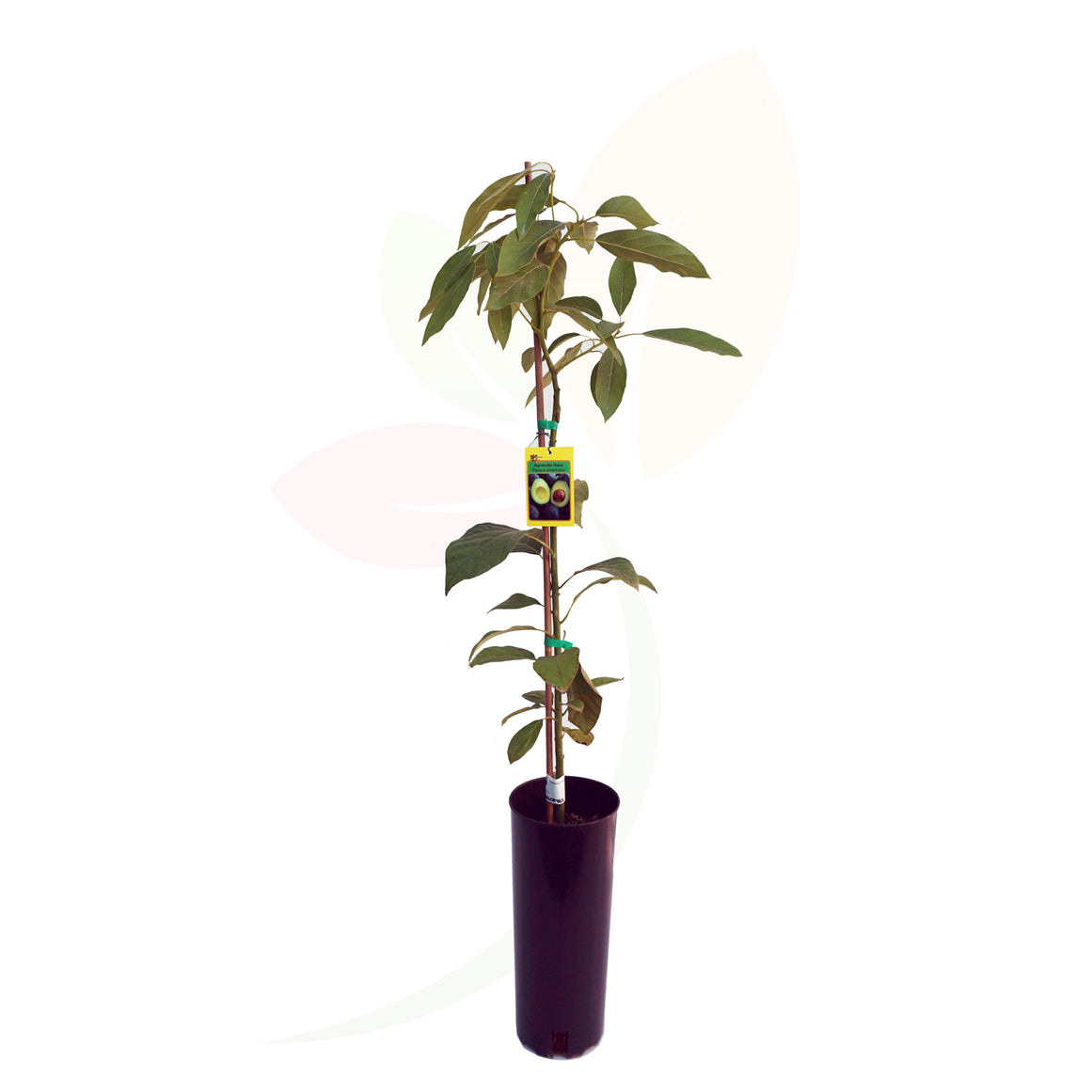 AGUACATE - PERSEA AMERICANA 110 CM ALTO
