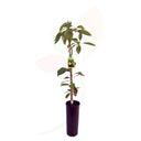 AGUACATE - PERSEA AMERICANA 110 CM ALTO