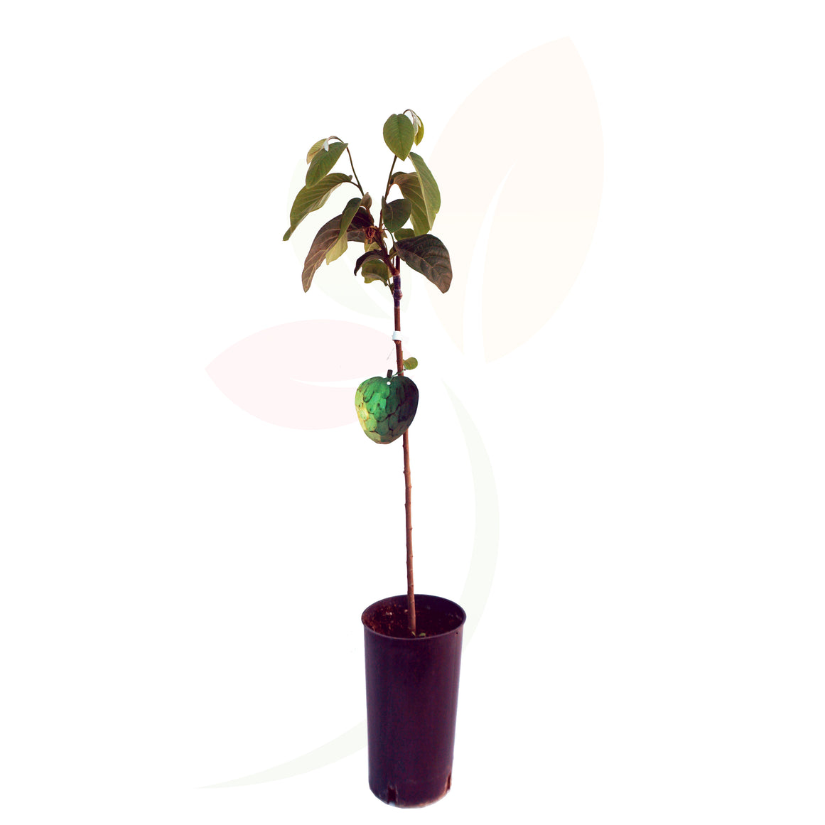 CHIRIMOYO - ANNONA CHERIMOLA 110 CM ALTO