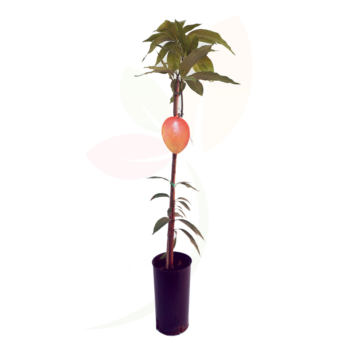 MANGO - MANGIFERA INDICA 111 CM ALTO