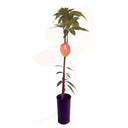 MANGO - MANGIFERA INDICA 111 CM ALTO