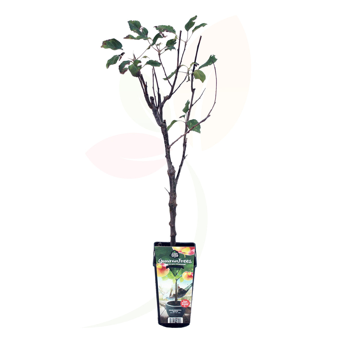 Melo nano alto 50/60 cm