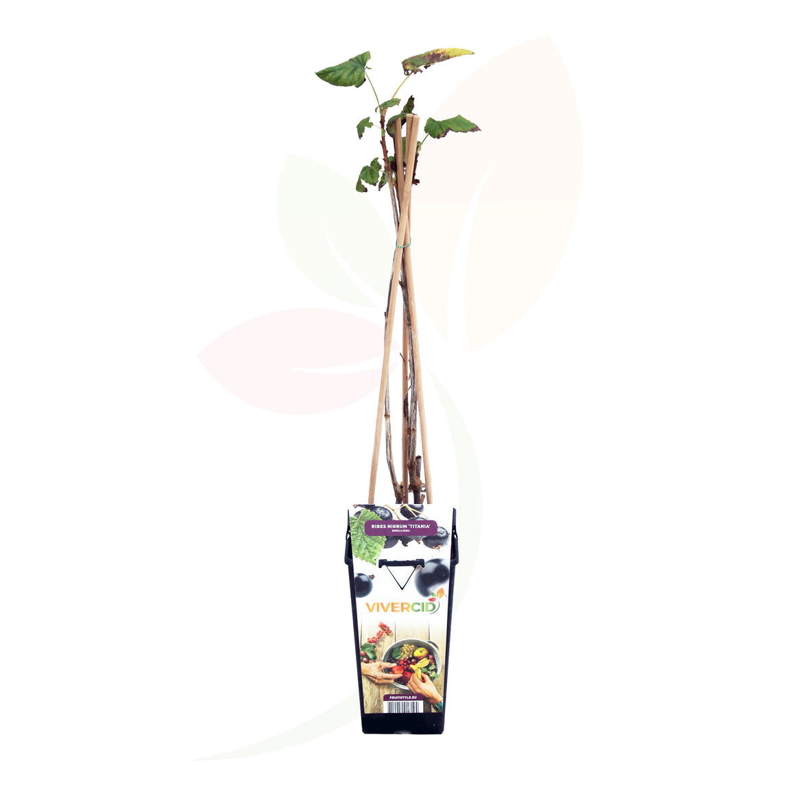 RIBES NERO - RIBE NEGRUM 50/60 CM DI ALTEZZA