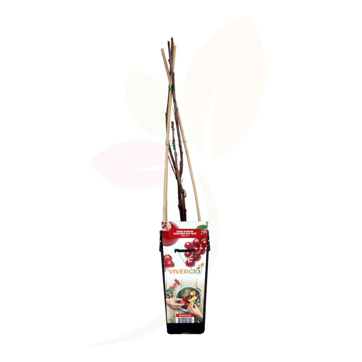 GROSELLERO ROJO - RIBES RUBURM 50/60 CM ALTO