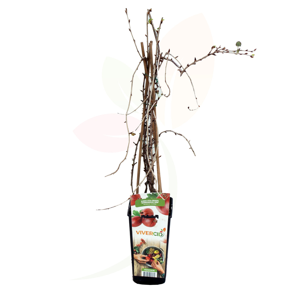 Uva rossa spinosa - Uva Ribes croccante alta 50/60 cm