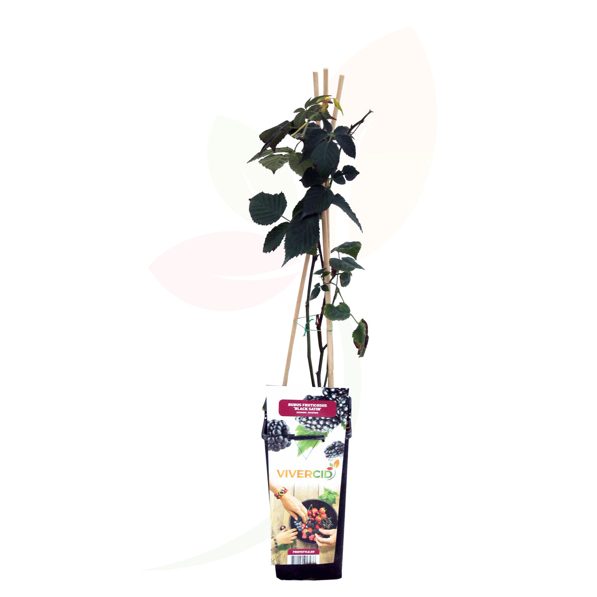 ZARZAMORA - RUBUS FRUCTICOSA 50/60 CM ALTO
