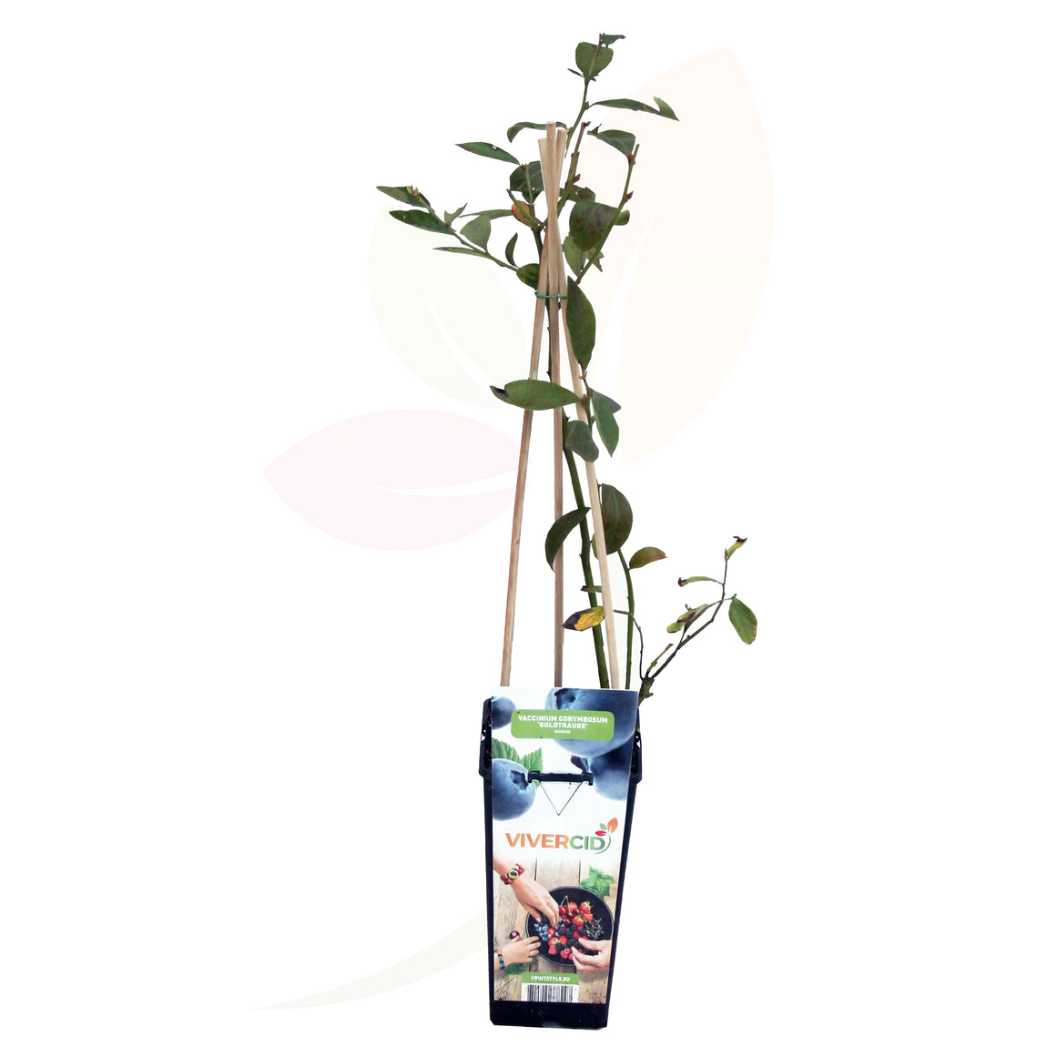 MYRTILLE - VACCINIUM CORYMBOSUM 50/60 CM DE HAUT