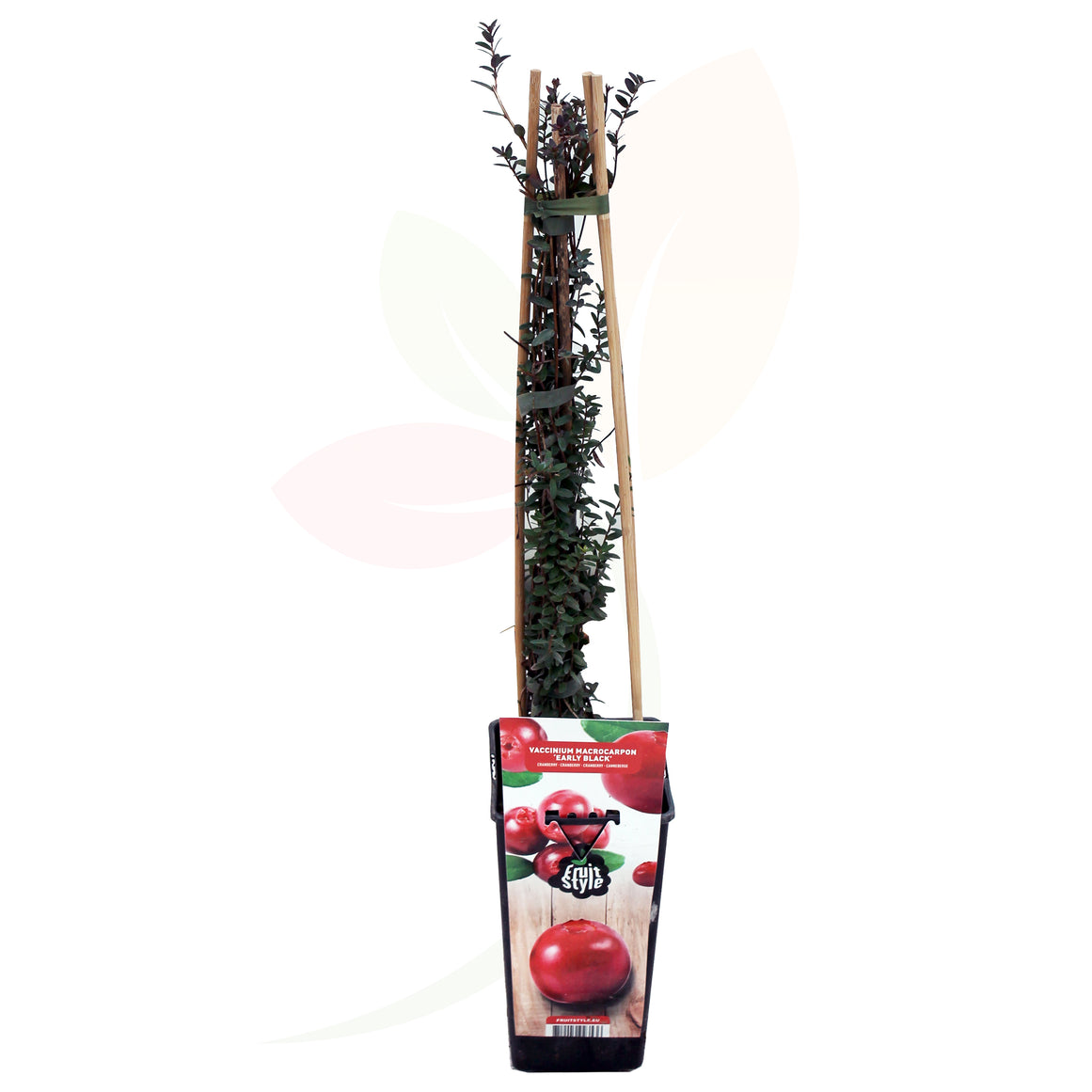 ARANDANO ROJO - VACCINIUM CORYMBOSUM 50/60 CM ALTO