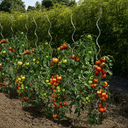 Tuteur de tomates en spirale 1,80 m nordène